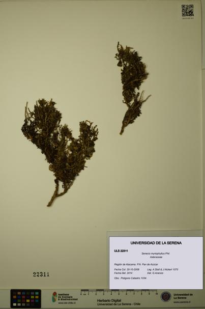 Senecio myriophyllus [Espécimen: ULS:ULS:0022311]