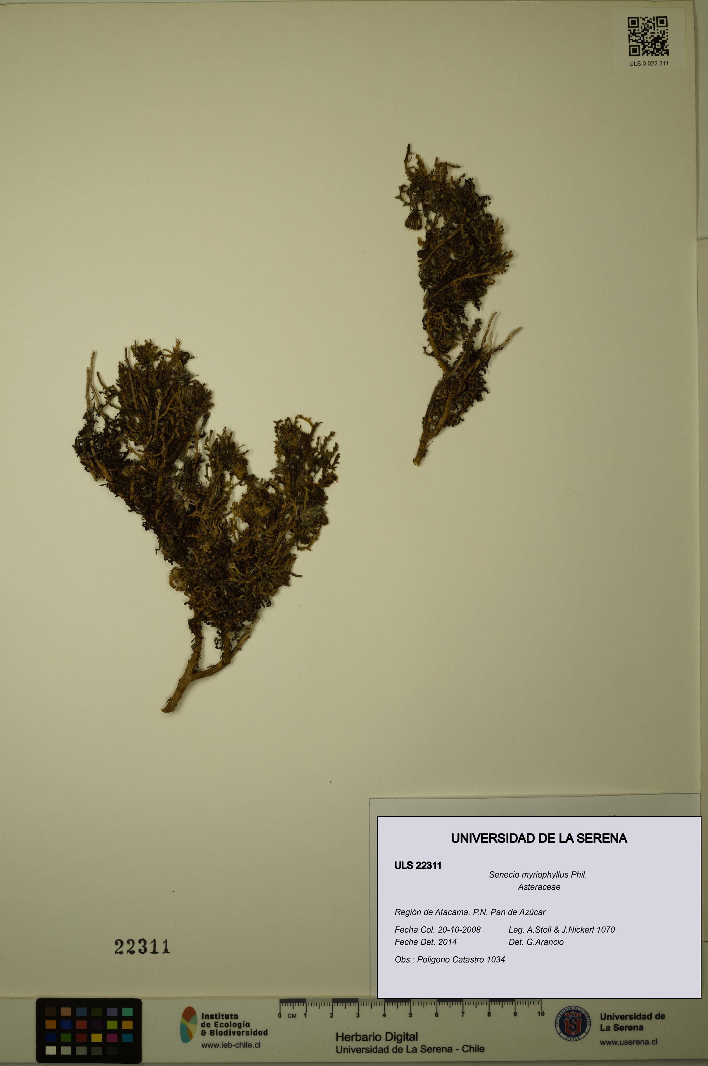 Senecio myriophyllus [Espécimen: ULS:ULS:0022311]
