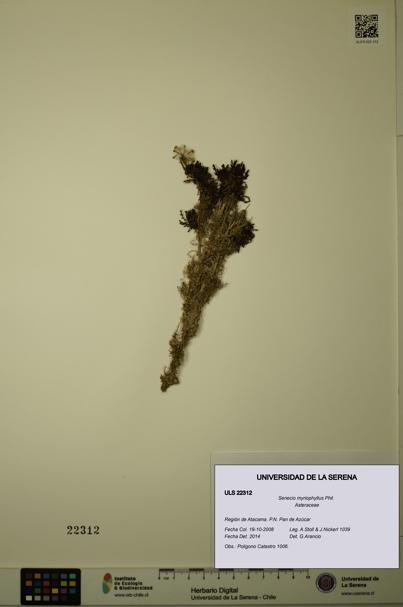Senecio myriophyllus [Espécimen: ULS:ULS:0022312]