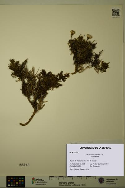Senecio myriophyllus [Espécimen: ULS:ULS:0022313]