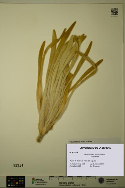 Senecio nivalis [Espécimen: ULS:ULS:0022314]