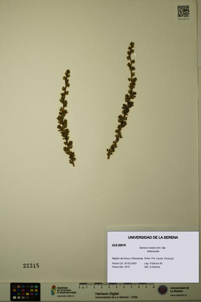 Senecio nutans [Espécimen: ULS:ULS:0022315]