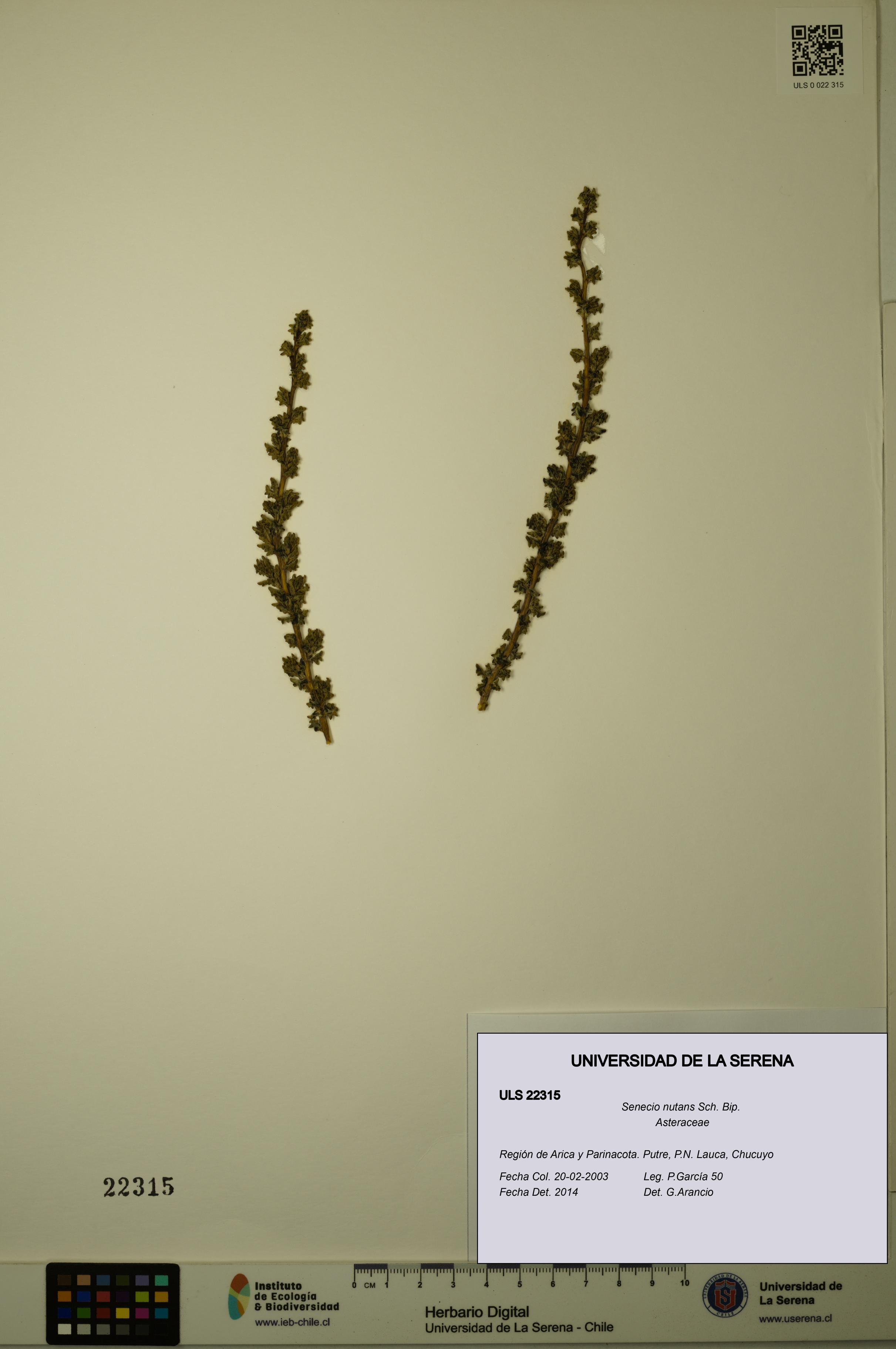 Senecio nutans [Espécimen: ULS:ULS:0022315]