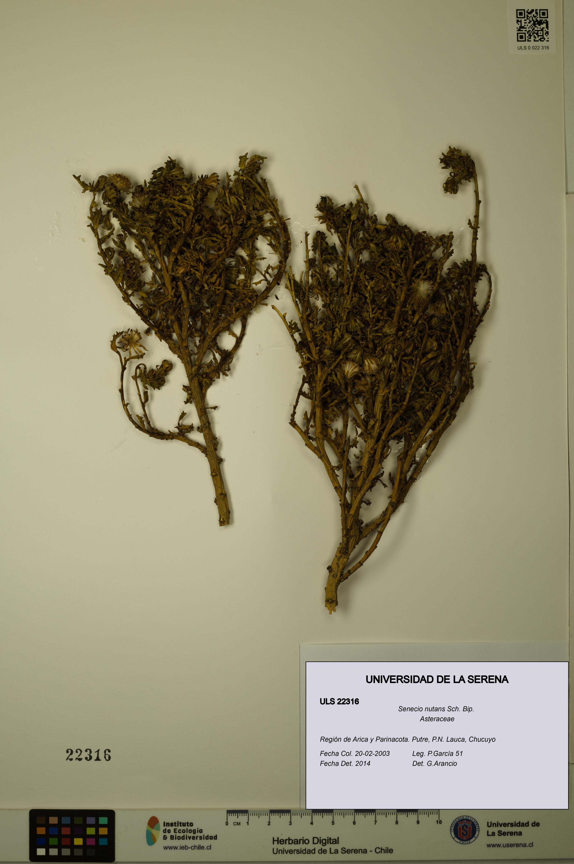 Senecio nutans [Espécimen: ULS:ULS:0022316]
