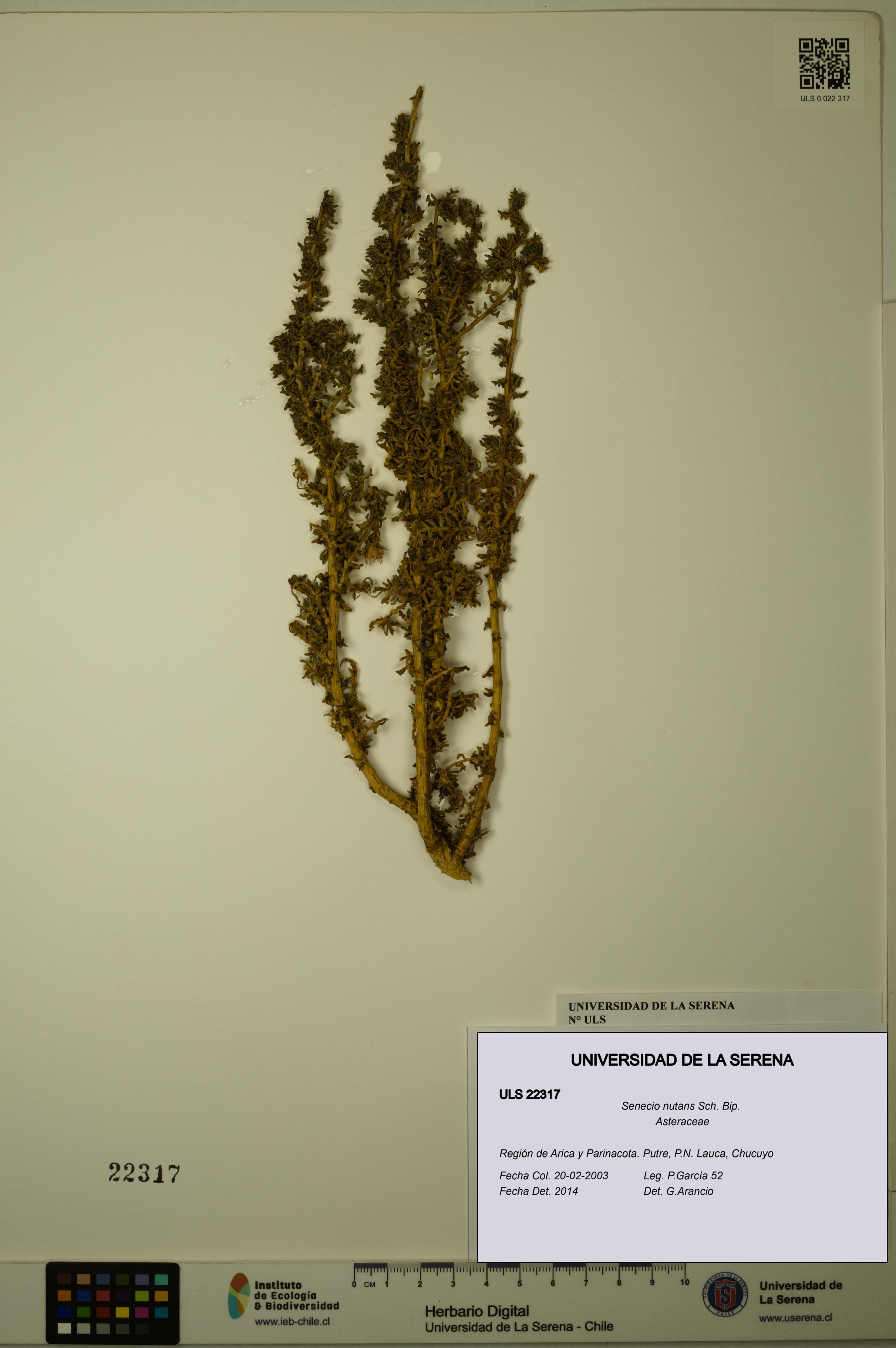 Senecio nutans [Espécimen: ULS:ULS:0022317]