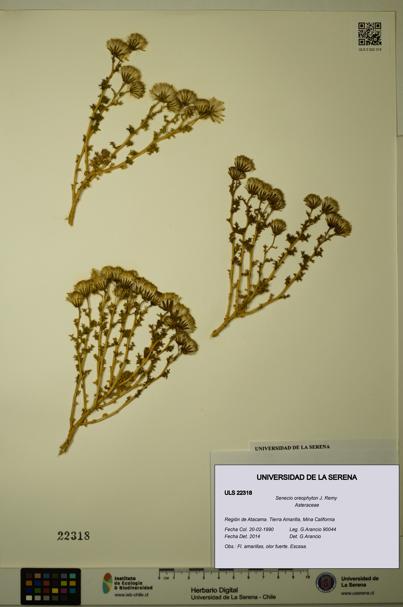 Senecio oreophyton [Espécimen: ULS:ULS:0022318]