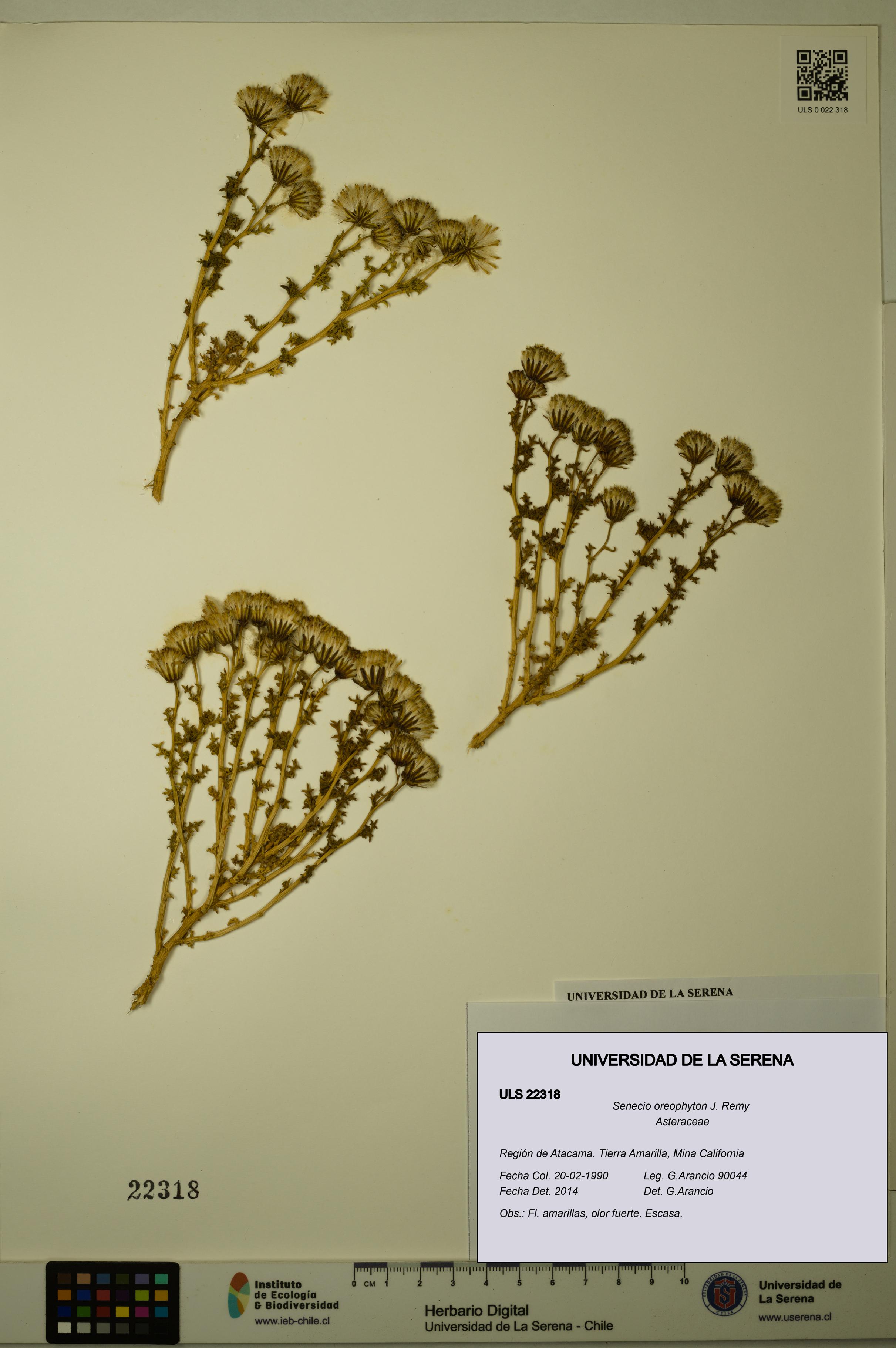 Senecio oreophyton [Espécimen: ULS:ULS:0022318]