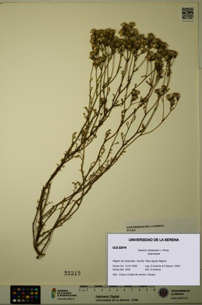 Senecio oreophyton [Espécimen: ULS:ULS:0022319]
