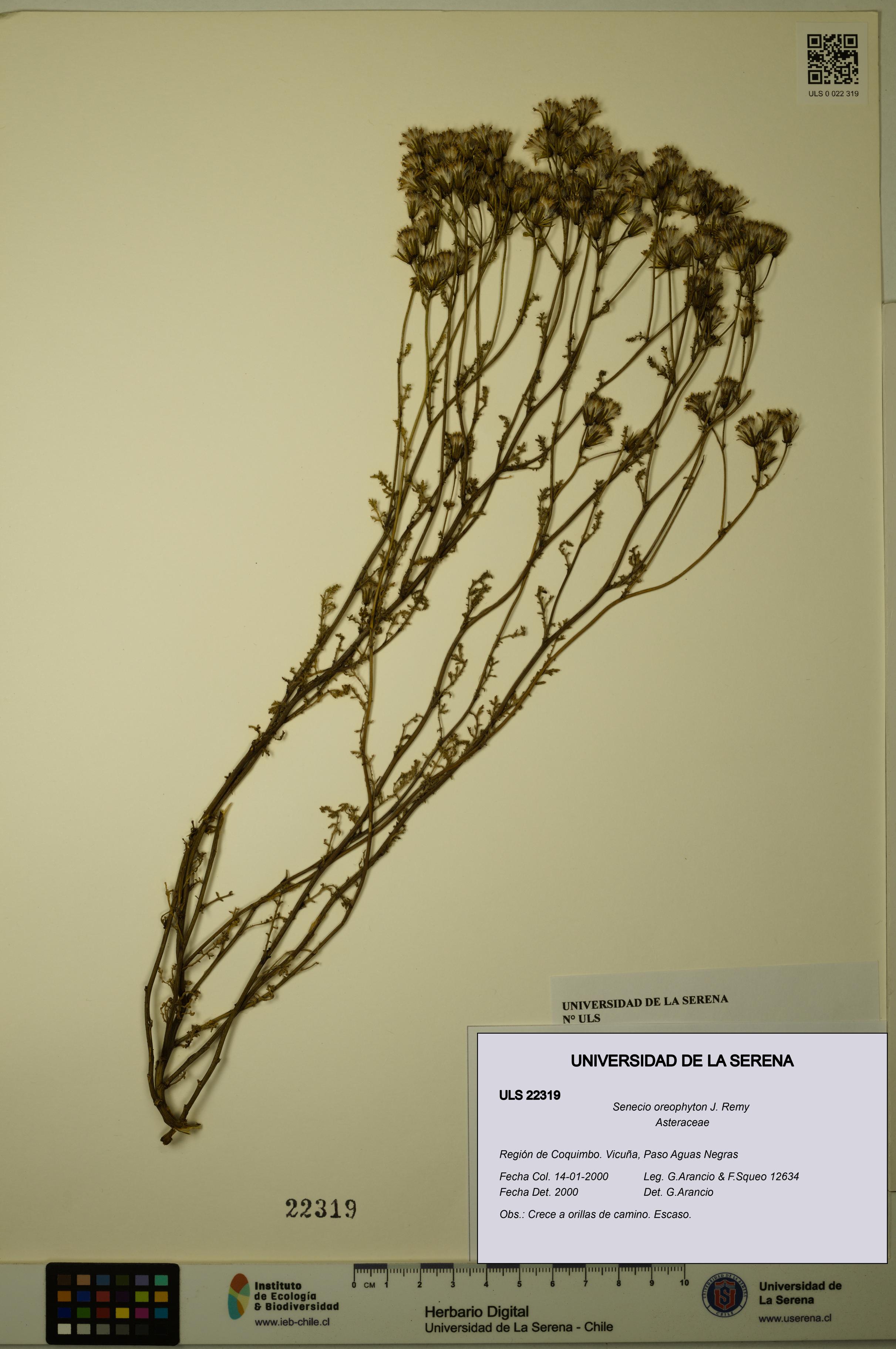 Senecio oreophyton [Espécimen: ULS:ULS:0022319]