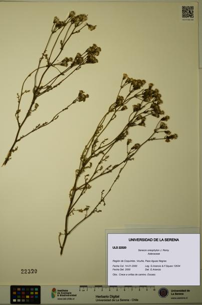 Senecio oreophyton [Espécimen: ULS:ULS:0022320]