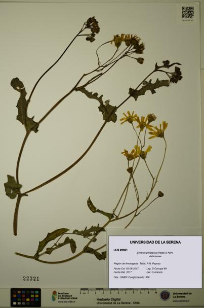 Senecio philippicus [Espécimen: ULS:ULS:0022321]