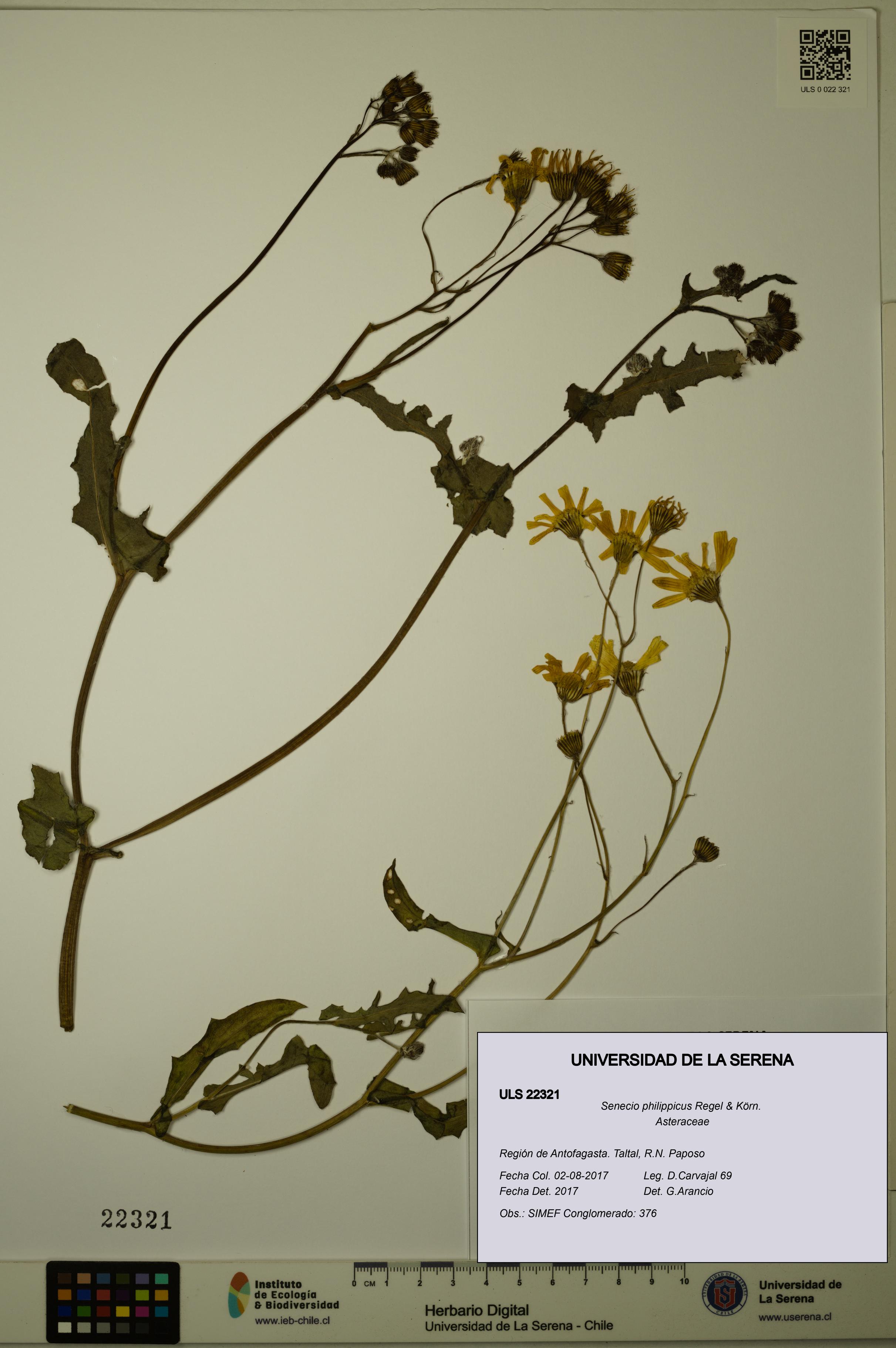 Senecio philippicus [Espécimen: ULS:ULS:0022321]