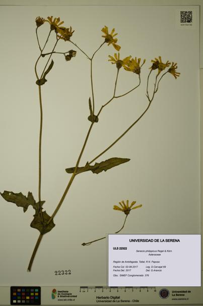 Senecio philippicus [Espécimen: ULS:ULS:0022322]