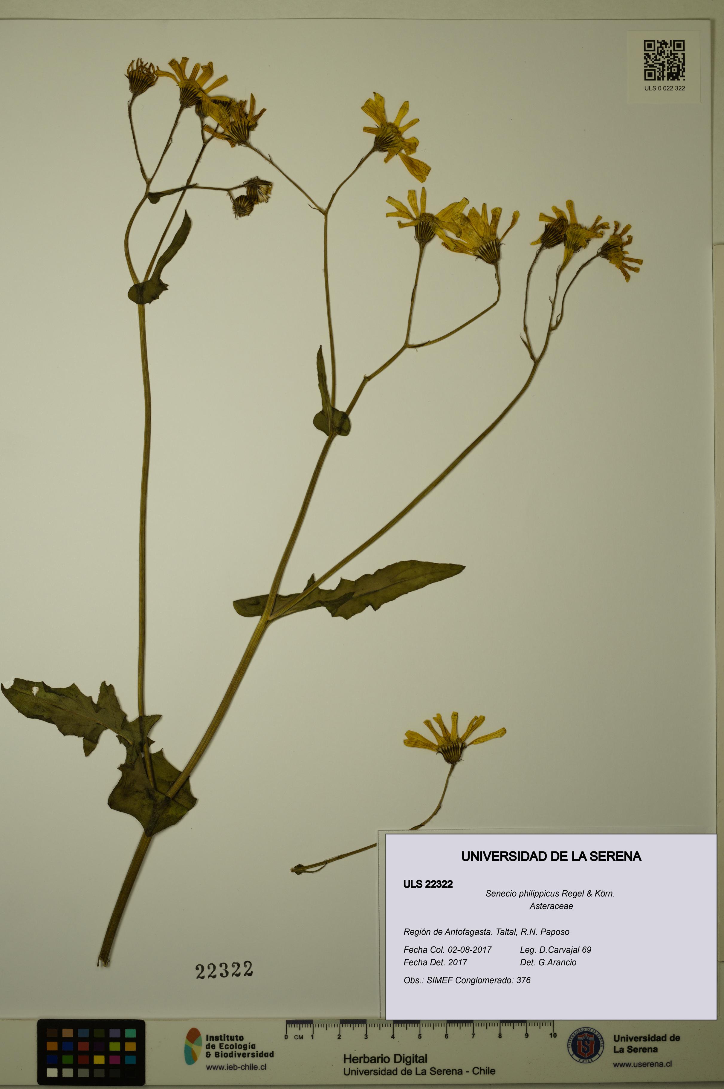 Senecio philippicus [Espécimen: ULS:ULS:0022322]