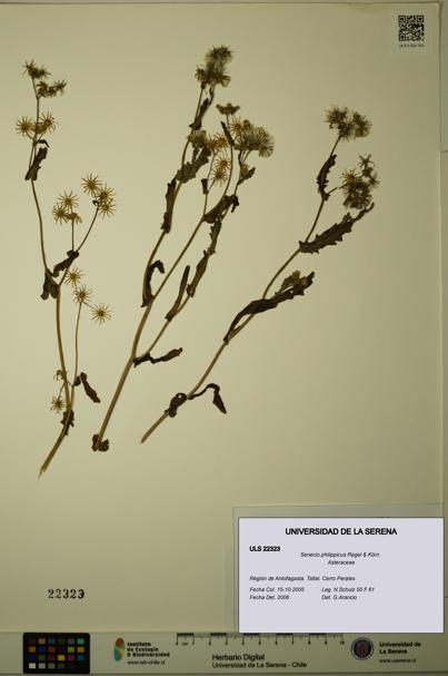 Senecio philippicus [Espécimen: ULS:ULS:0022323]