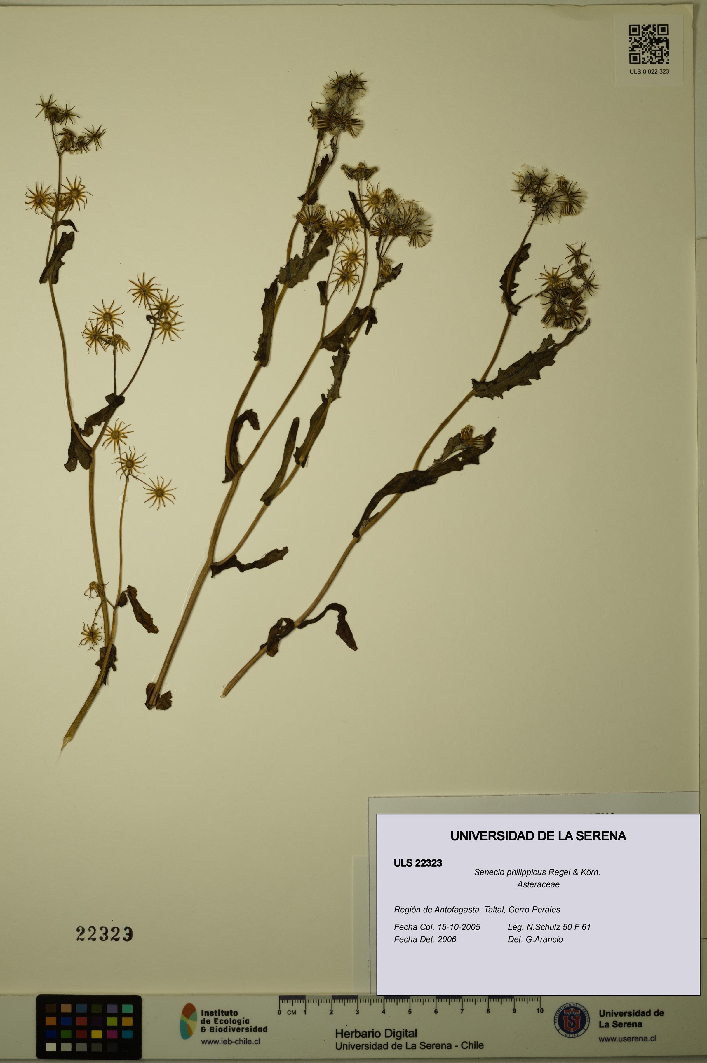Senecio philippicus [Espécimen: ULS:ULS:0022323]