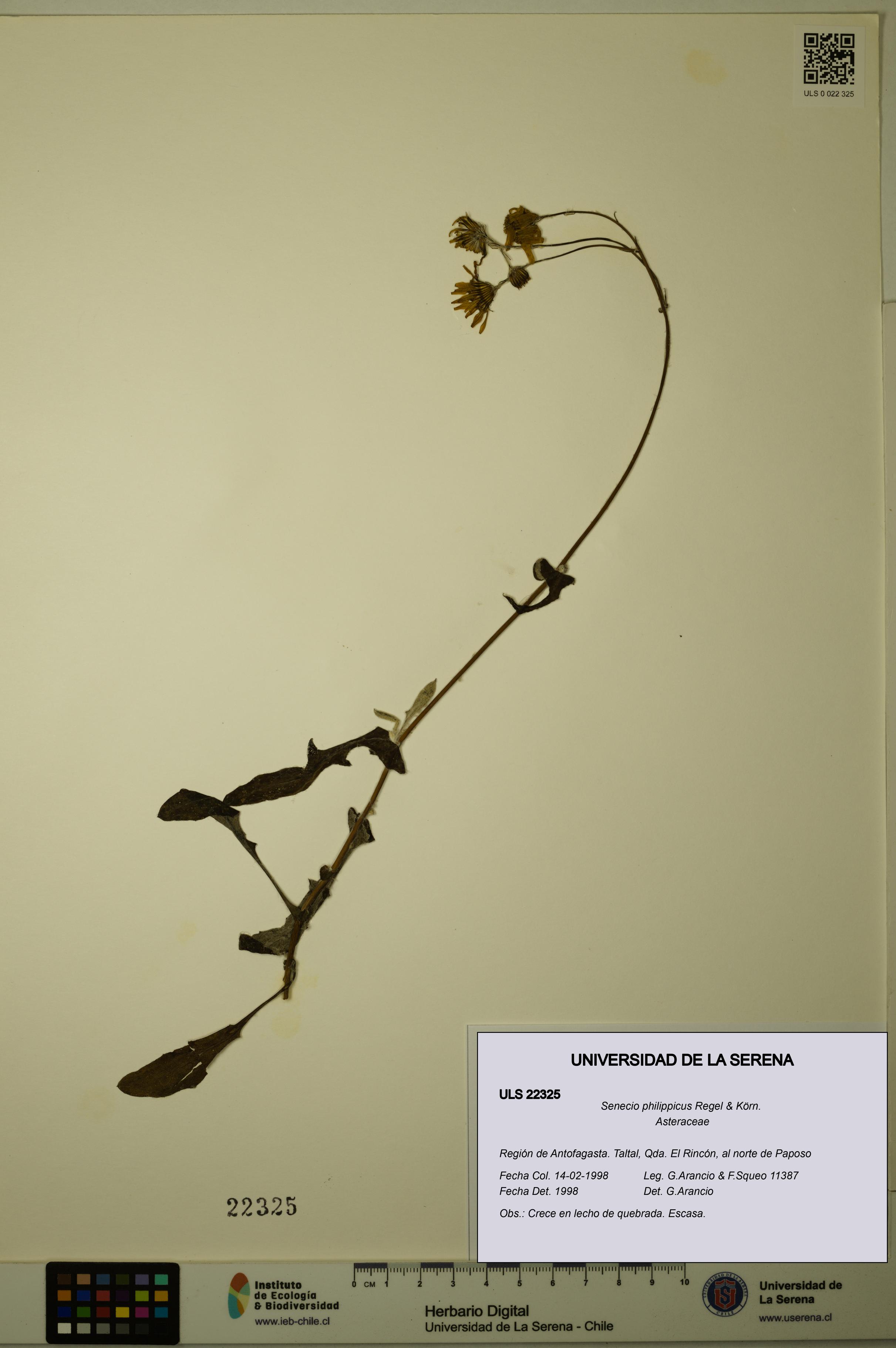 Senecio philippicus [Espécimen: ULS:ULS:0022325]