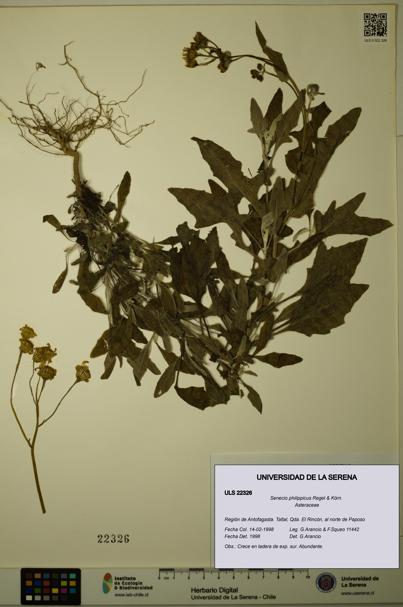 Senecio philippicus [Espécimen: ULS:ULS:0022326]