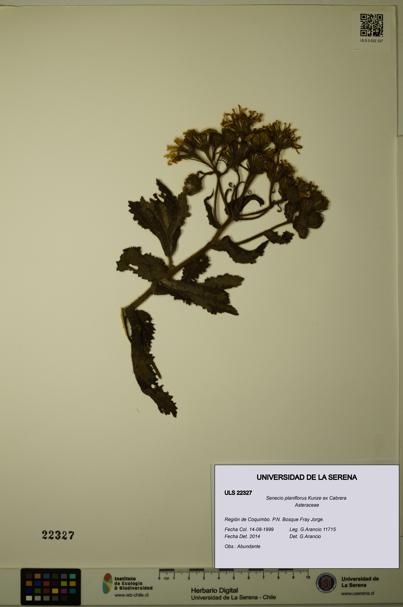 Senecio planiflorus [Espécimen: ULS:ULS:0022327]