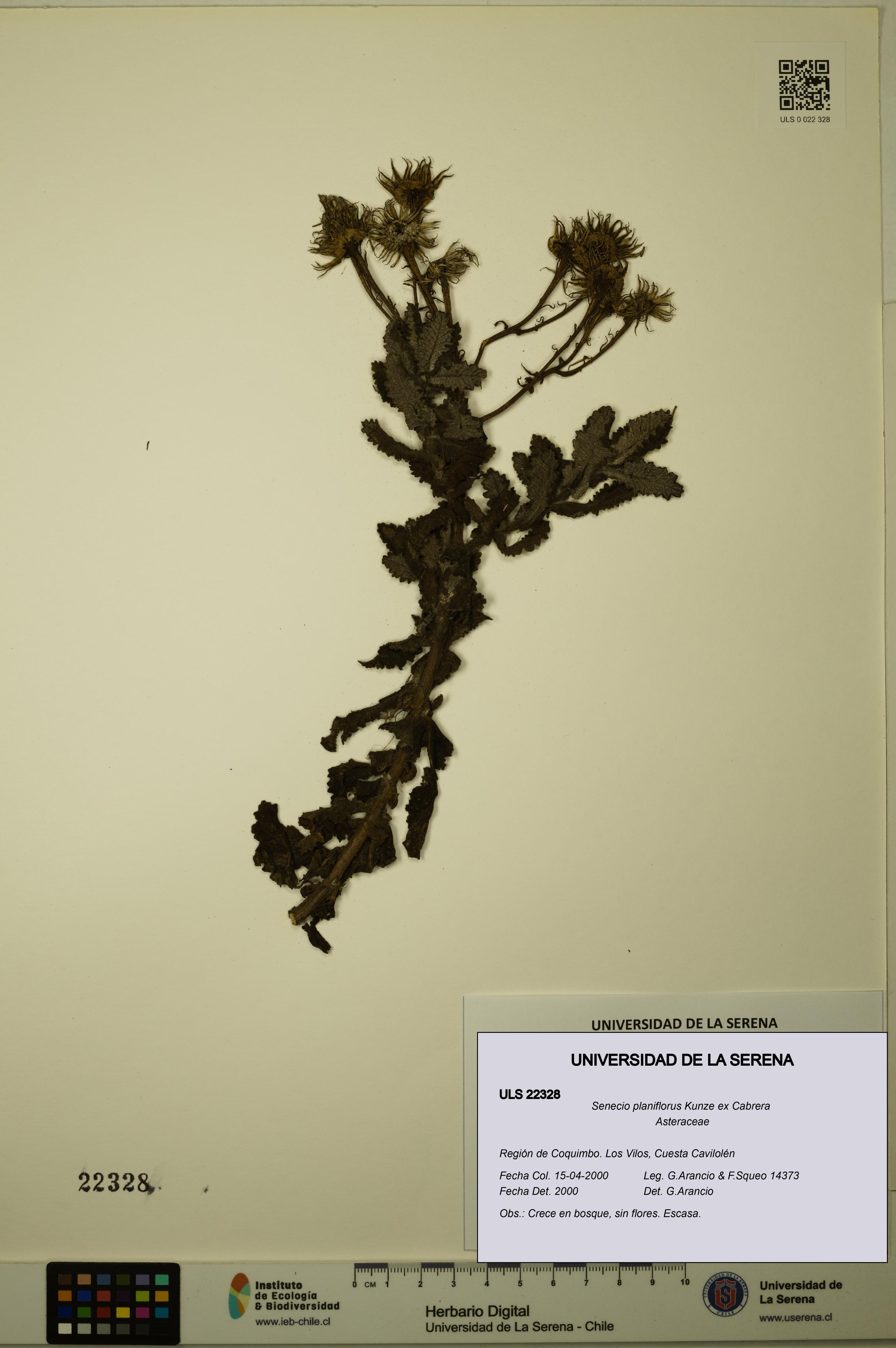 Senecio planiflorus [Espécimen: ULS:ULS:0022328]