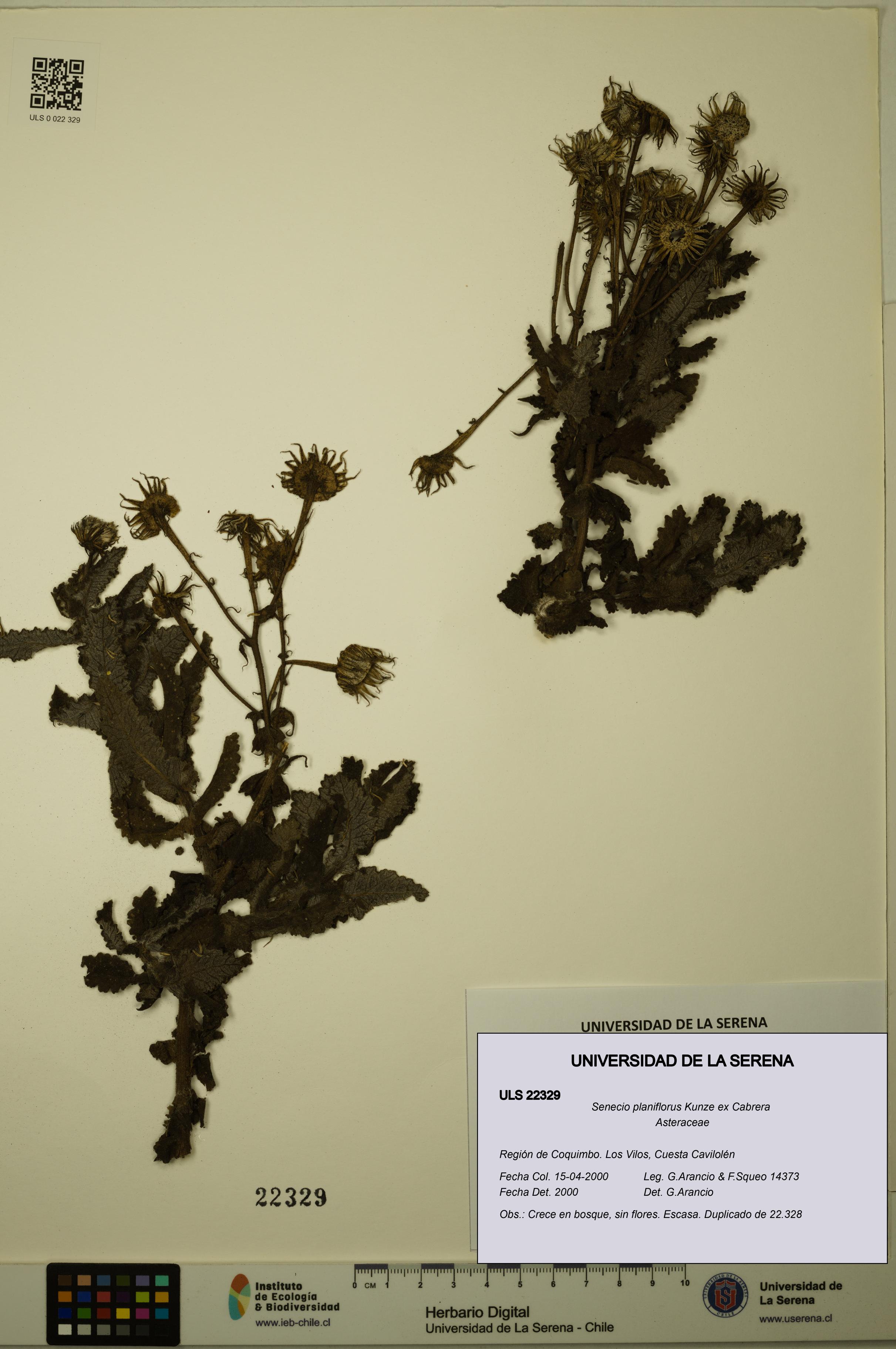 Senecio planiflorus [Espécimen: ULS:ULS:0022329]