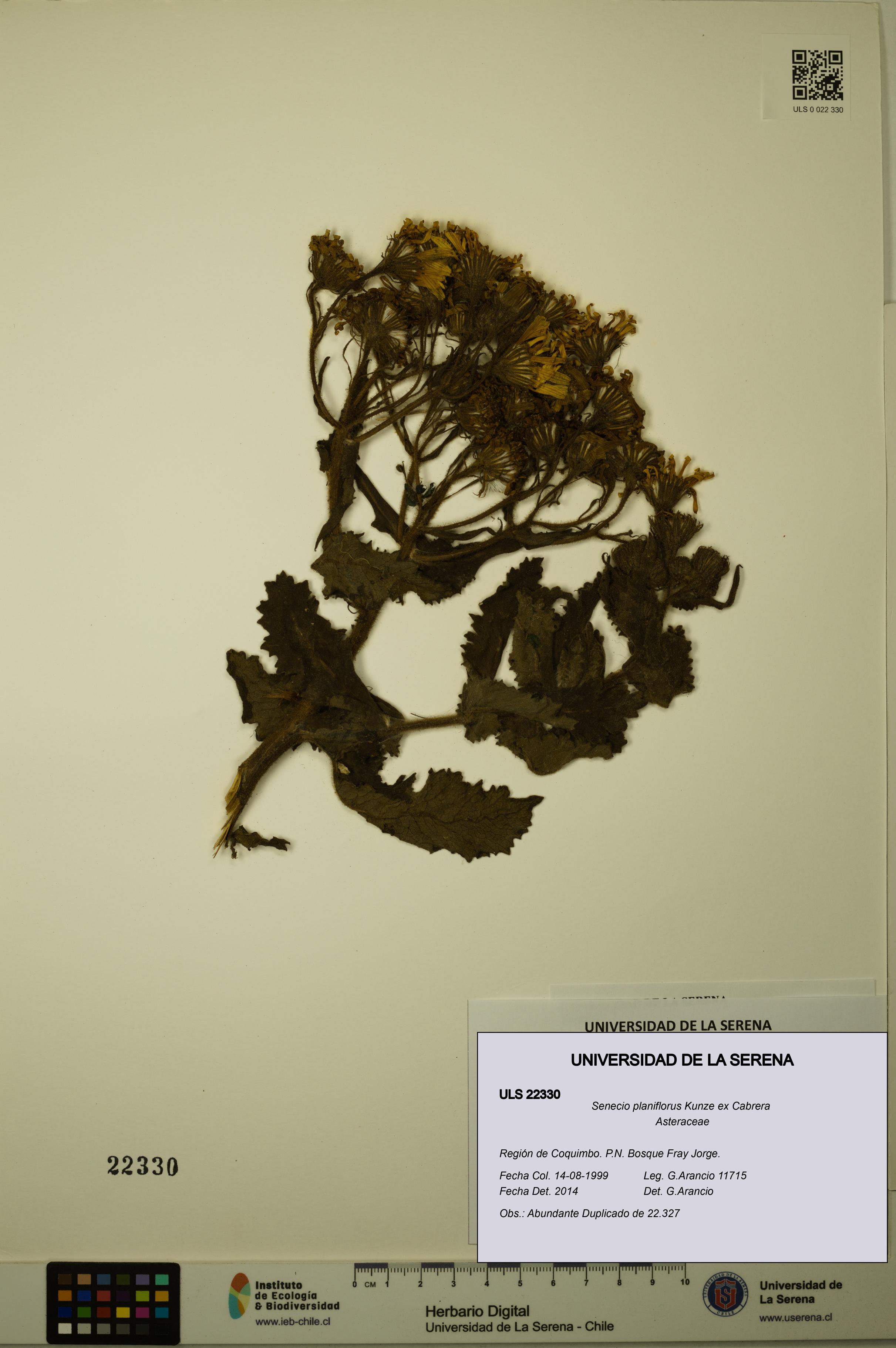 Senecio planiflorus [Espécimen: ULS:ULS:0022330]