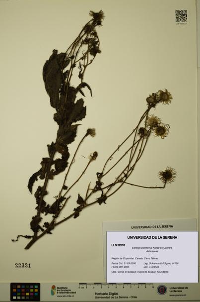 Senecio planiflorus [Espécimen: ULS:ULS:0022331]