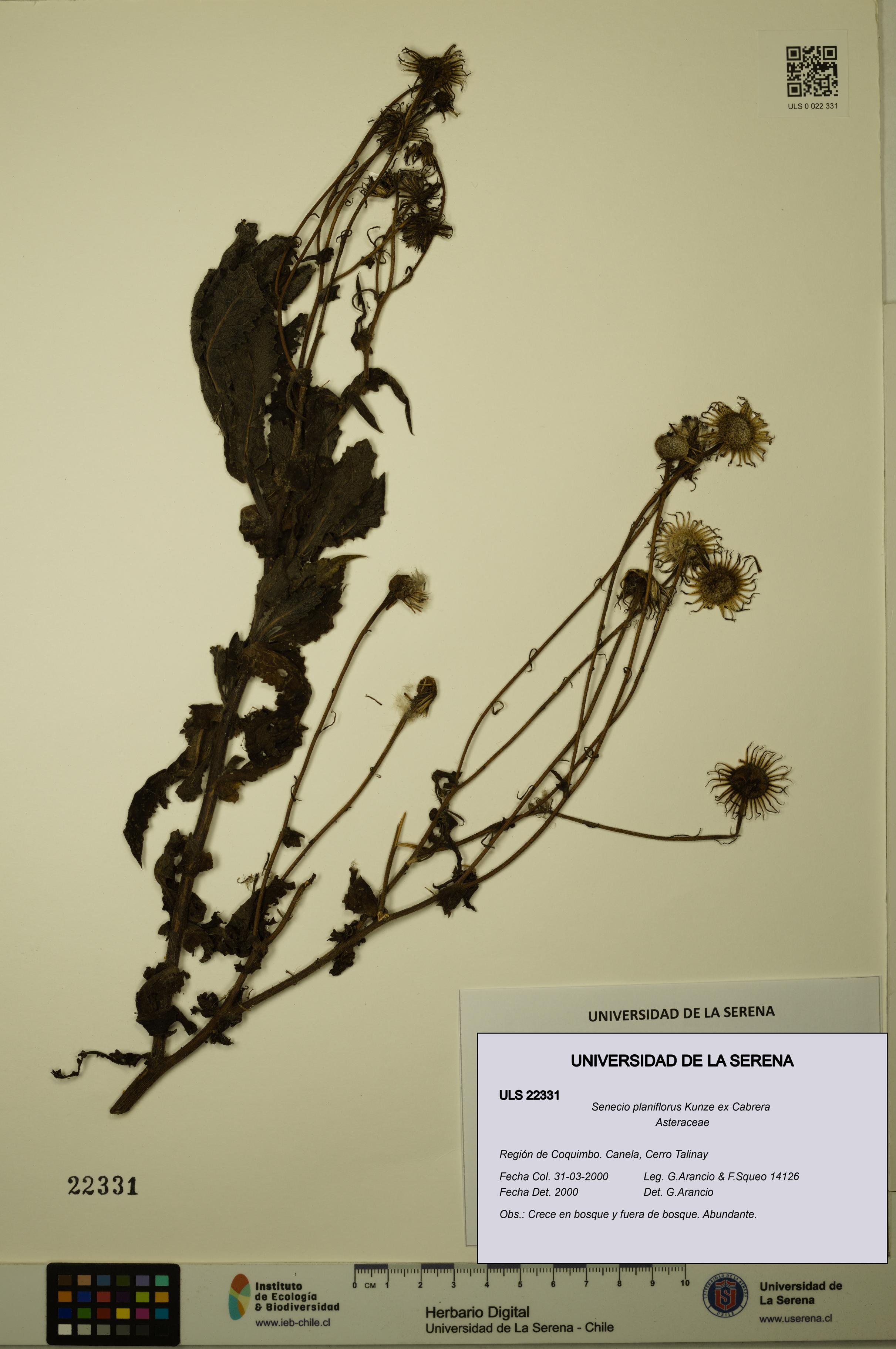 Senecio planiflorus [Espécimen: ULS:ULS:0022331]