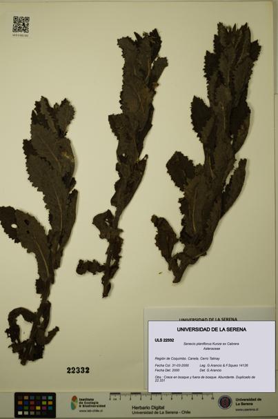 Senecio planiflorus [Espécimen: ULS:ULS:0022332]