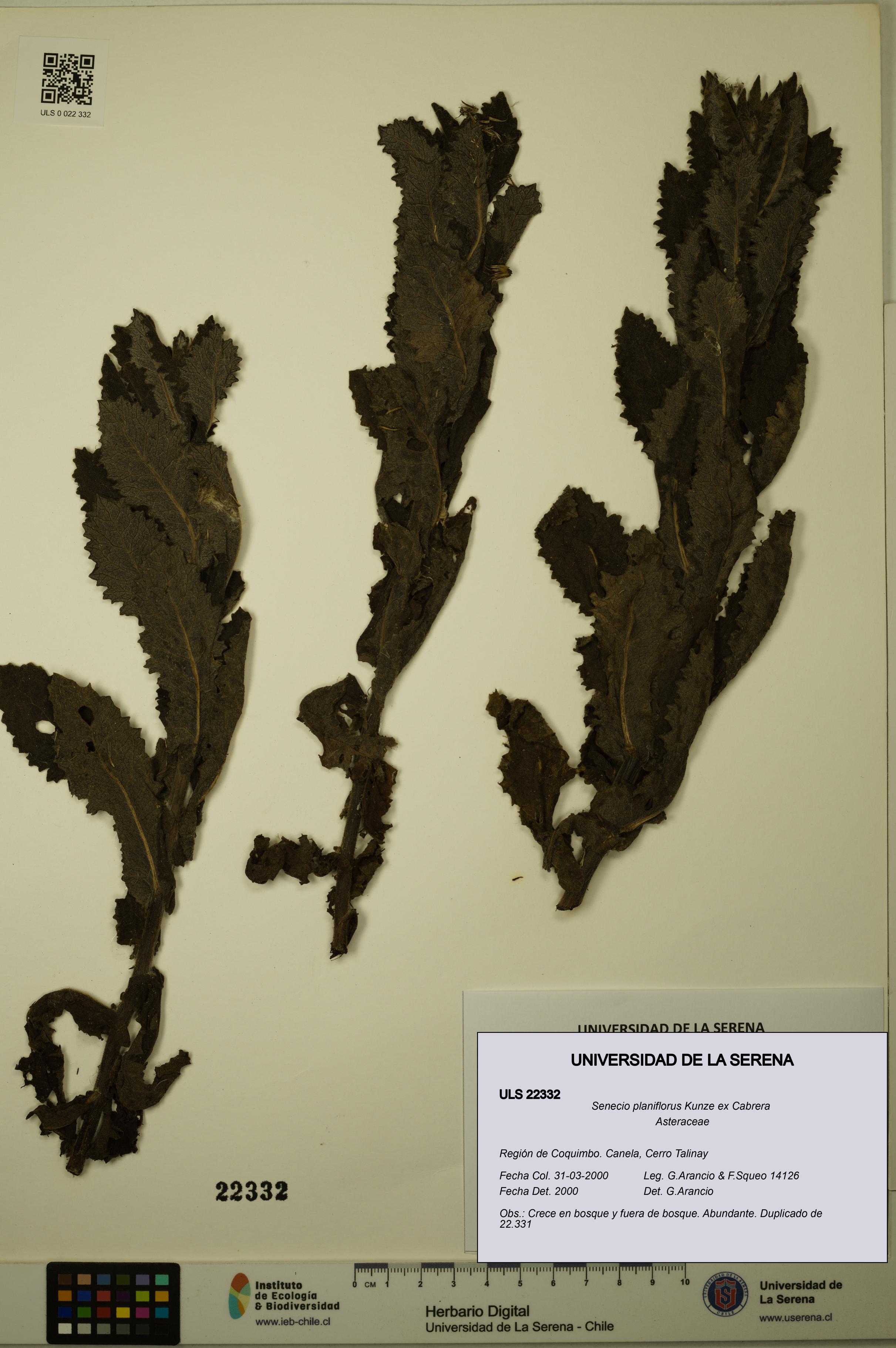 Senecio planiflorus [Espécimen: ULS:ULS:0022332]