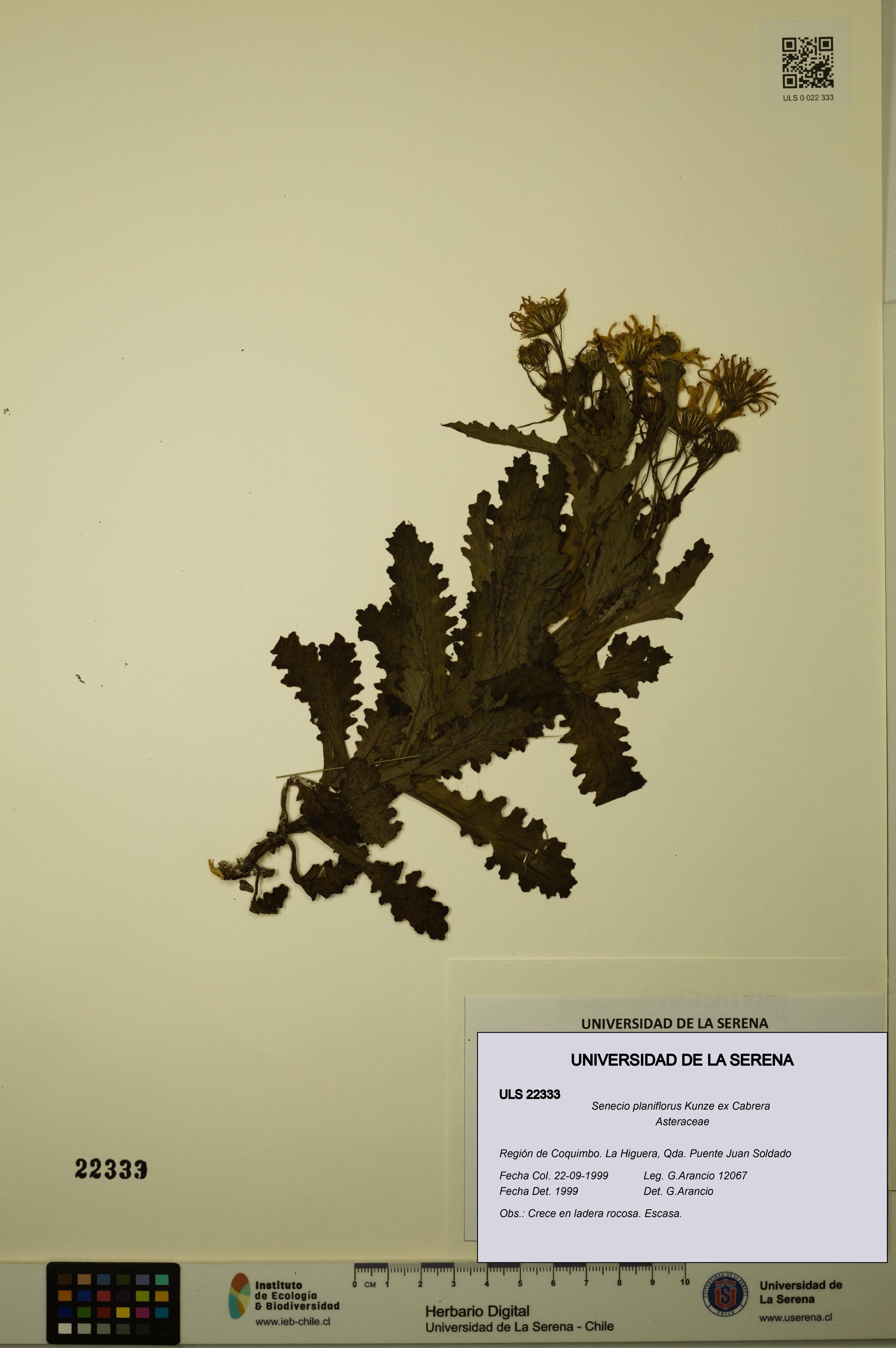 Senecio planiflorus [Espécimen: ULS:ULS:0022333]