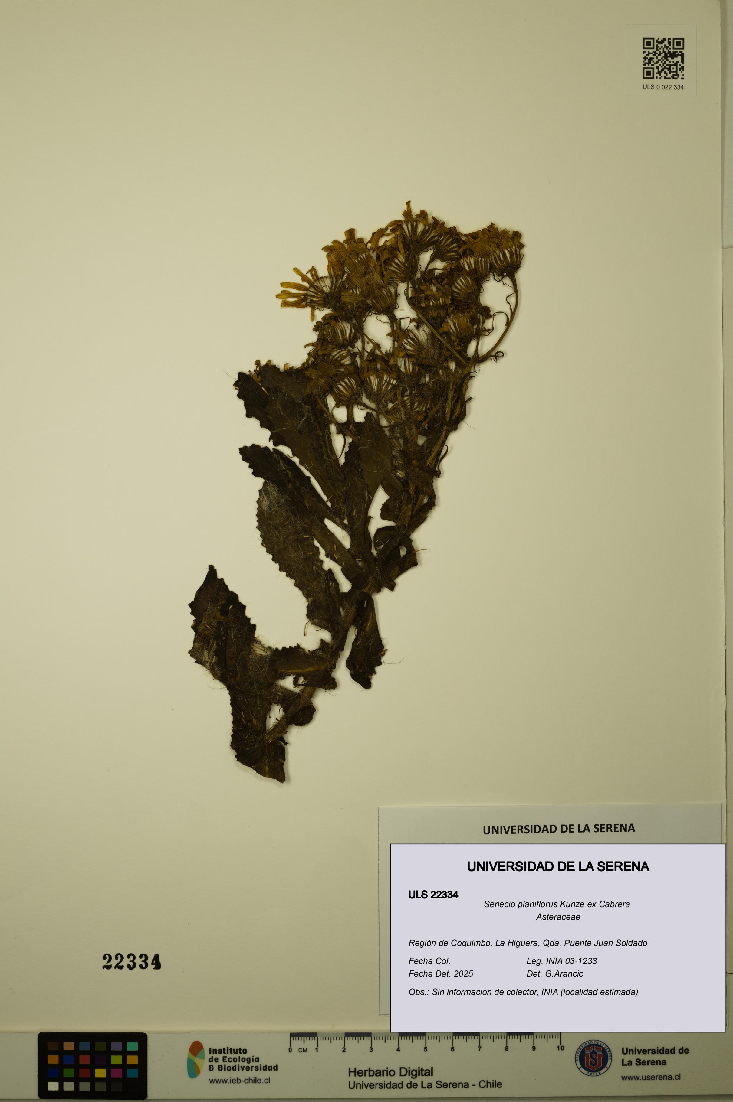 Senecio planiflorus [Espécimen: ULS:ULS:0022334]