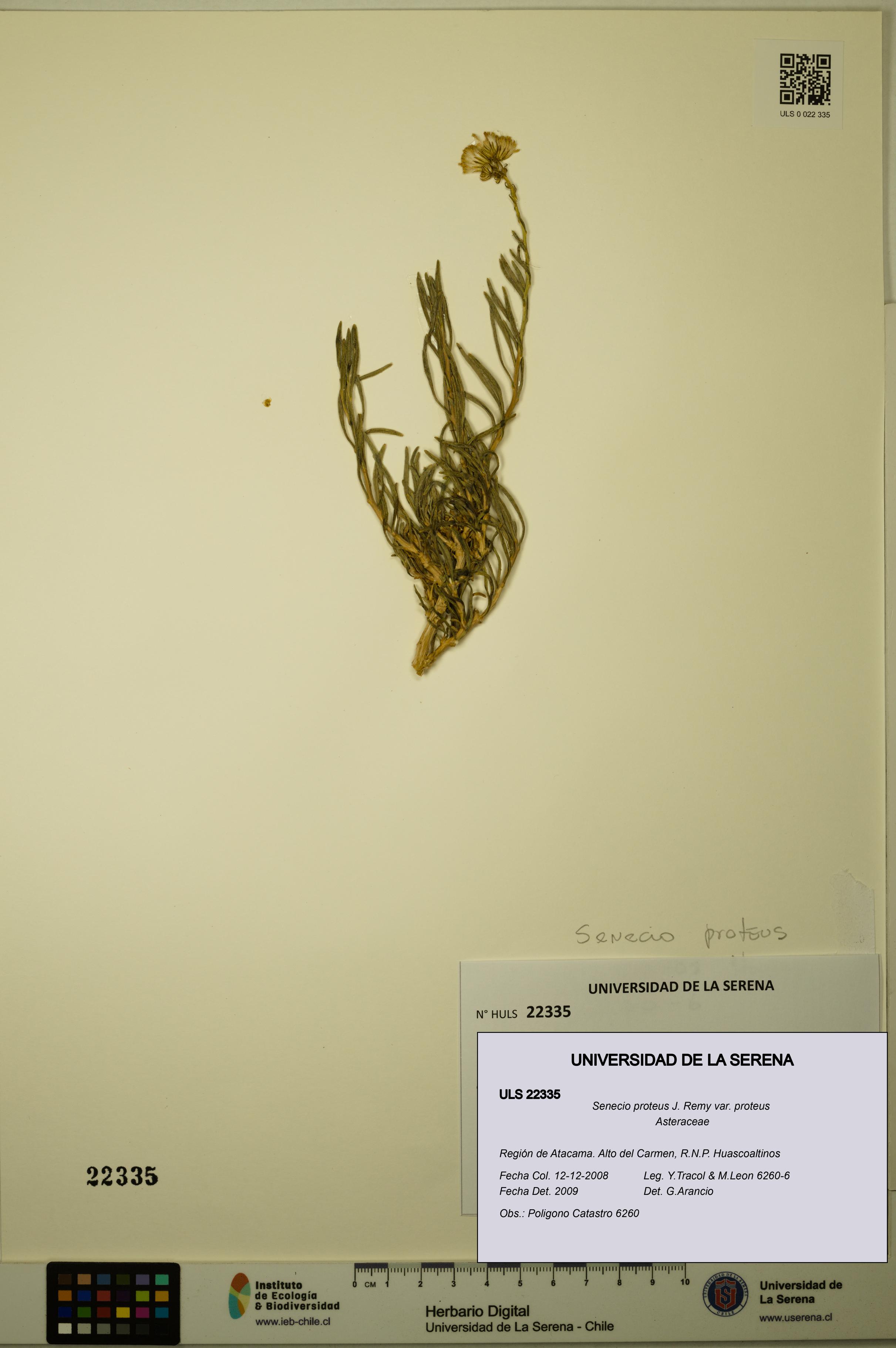 Senecio proteus var. proteus [Espécimen: ULS:ULS:0022335]