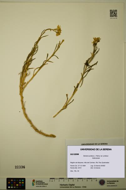 Senecio proteus var. proteus [Espécimen: ULS:ULS:0022336]