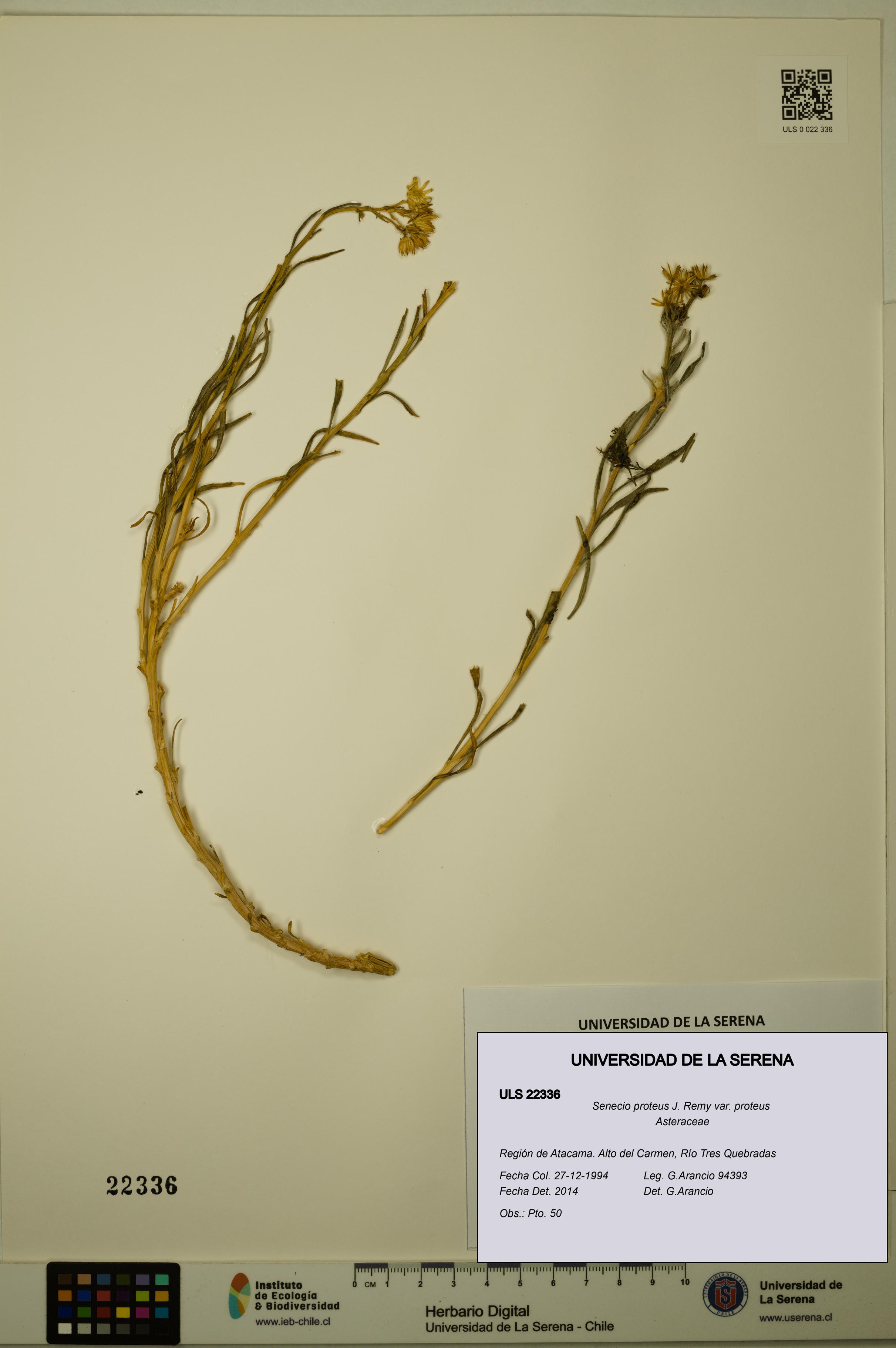 Senecio proteus var. proteus [Espécimen: ULS:ULS:0022336]