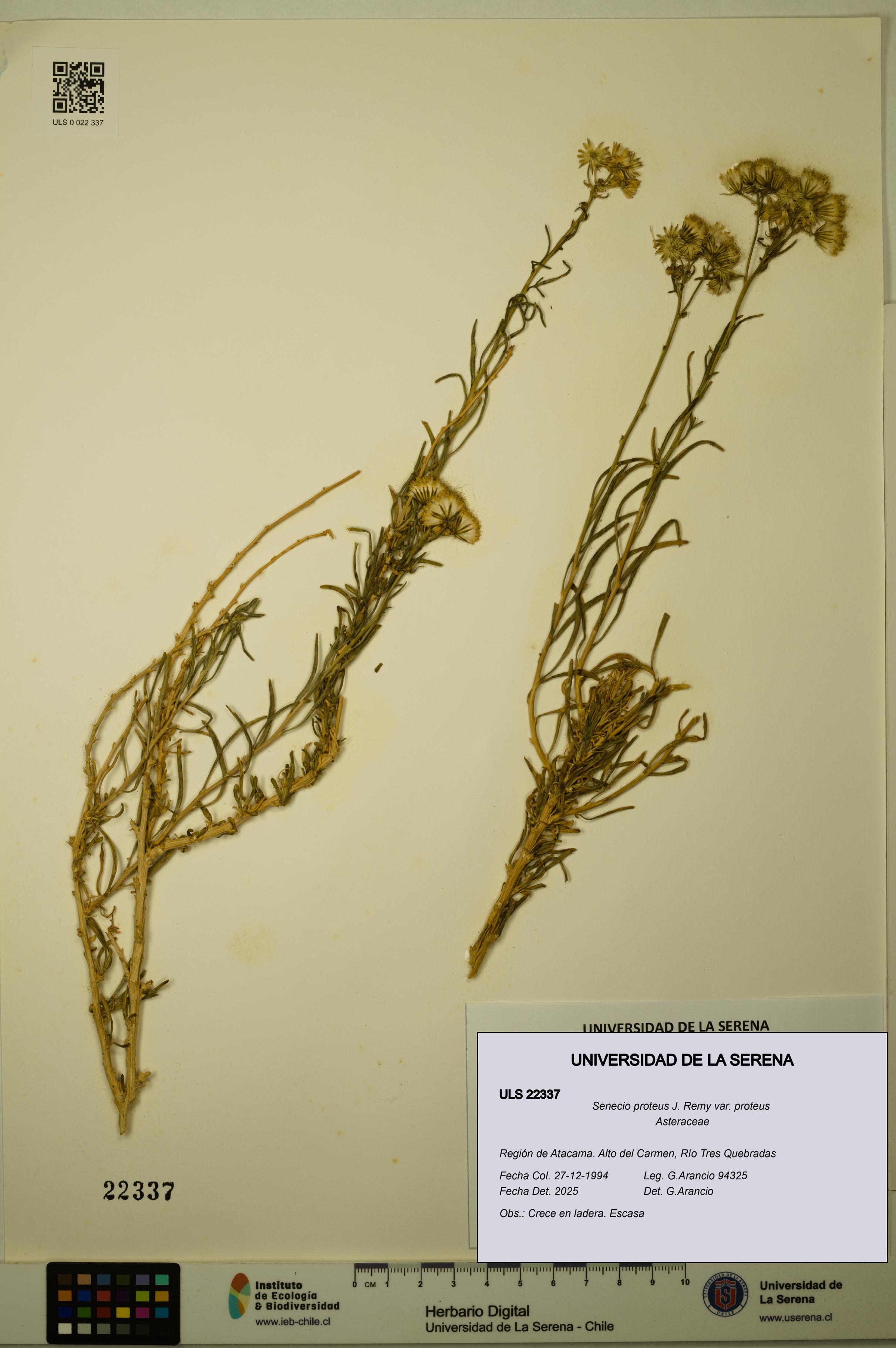 Senecio proteus var. proteus [Espécimen: ULS:ULS:0022337]
