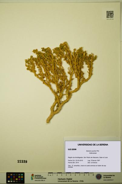 Senecio puchei [Espécimen: ULS:ULS:0022338]