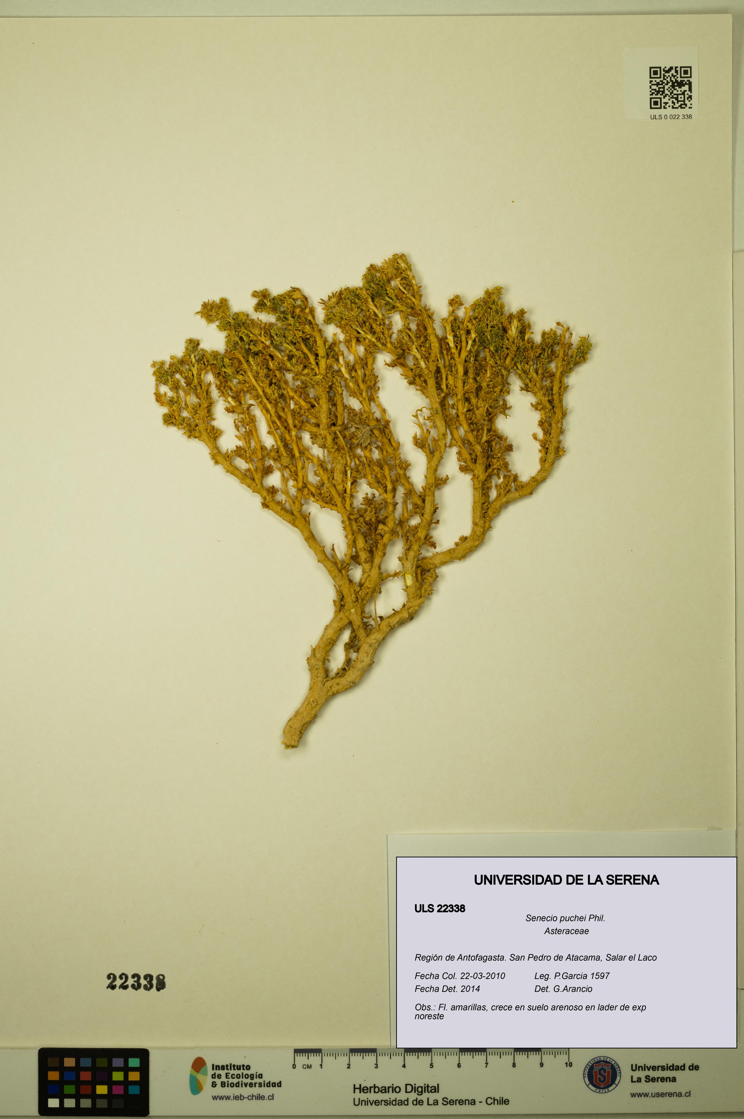 Senecio puchei [Espécimen: ULS:ULS:0022338]