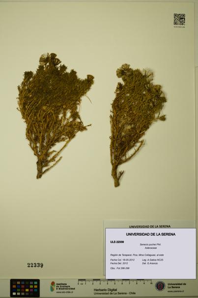 Senecio puchei [Espécimen: ULS:ULS:0022339]