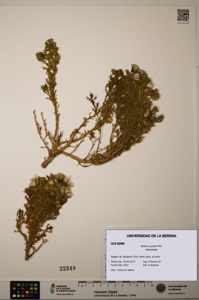 Senecio puchei [Espécimen: ULS:ULS:0022340]