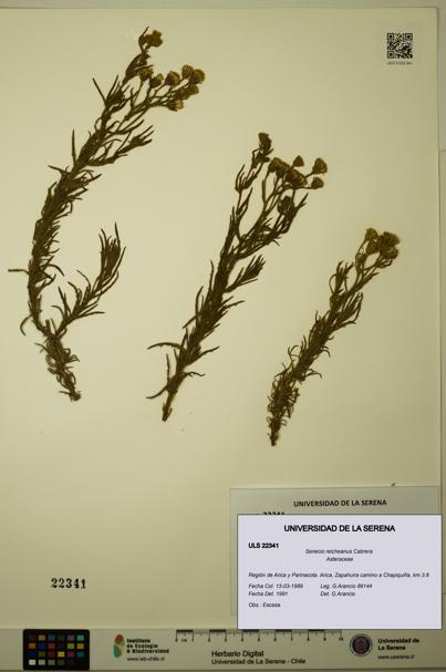 Senecio reicheanus [Espécimen: ULS:ULS:0022341]