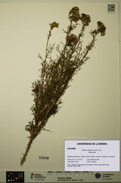 Senecio alcicornis [Espécimen: ULS:ULS:0022342]