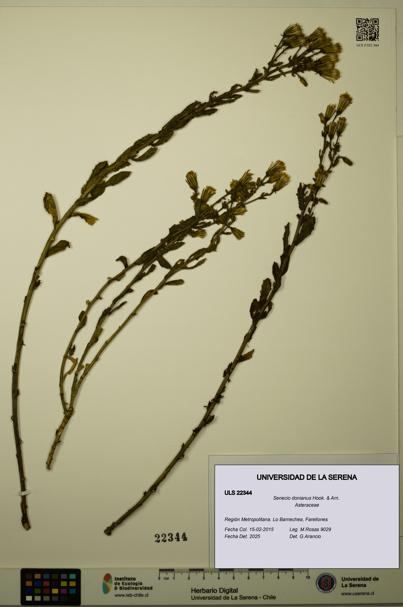 Senecio donianus [Espécimen: ULS:ULS:0022344]