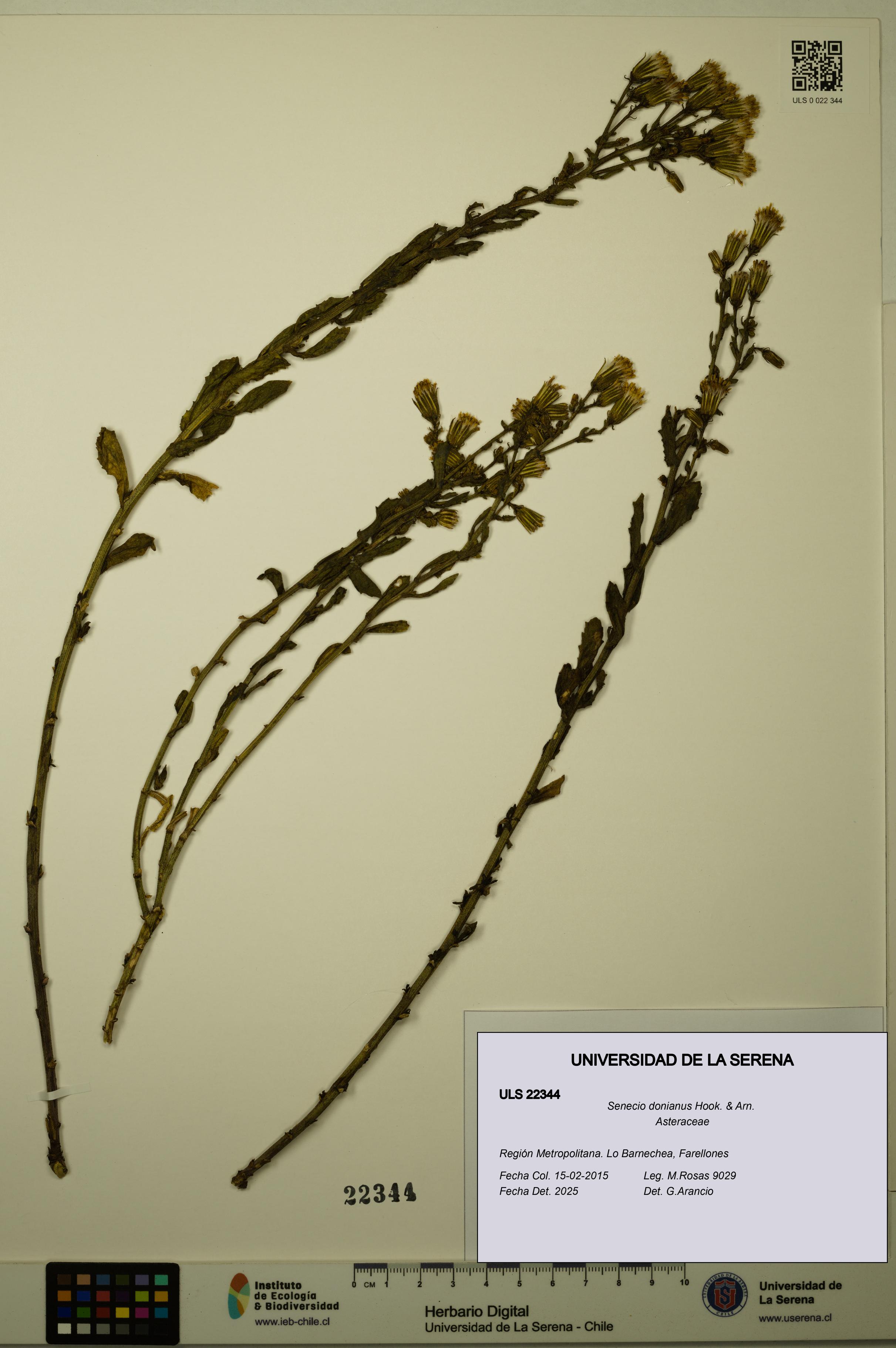 Senecio donianus [Espécimen: ULS:ULS:0022344]