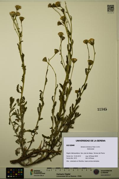 Senecio donianus [Espécimen: ULS:ULS:0022345]