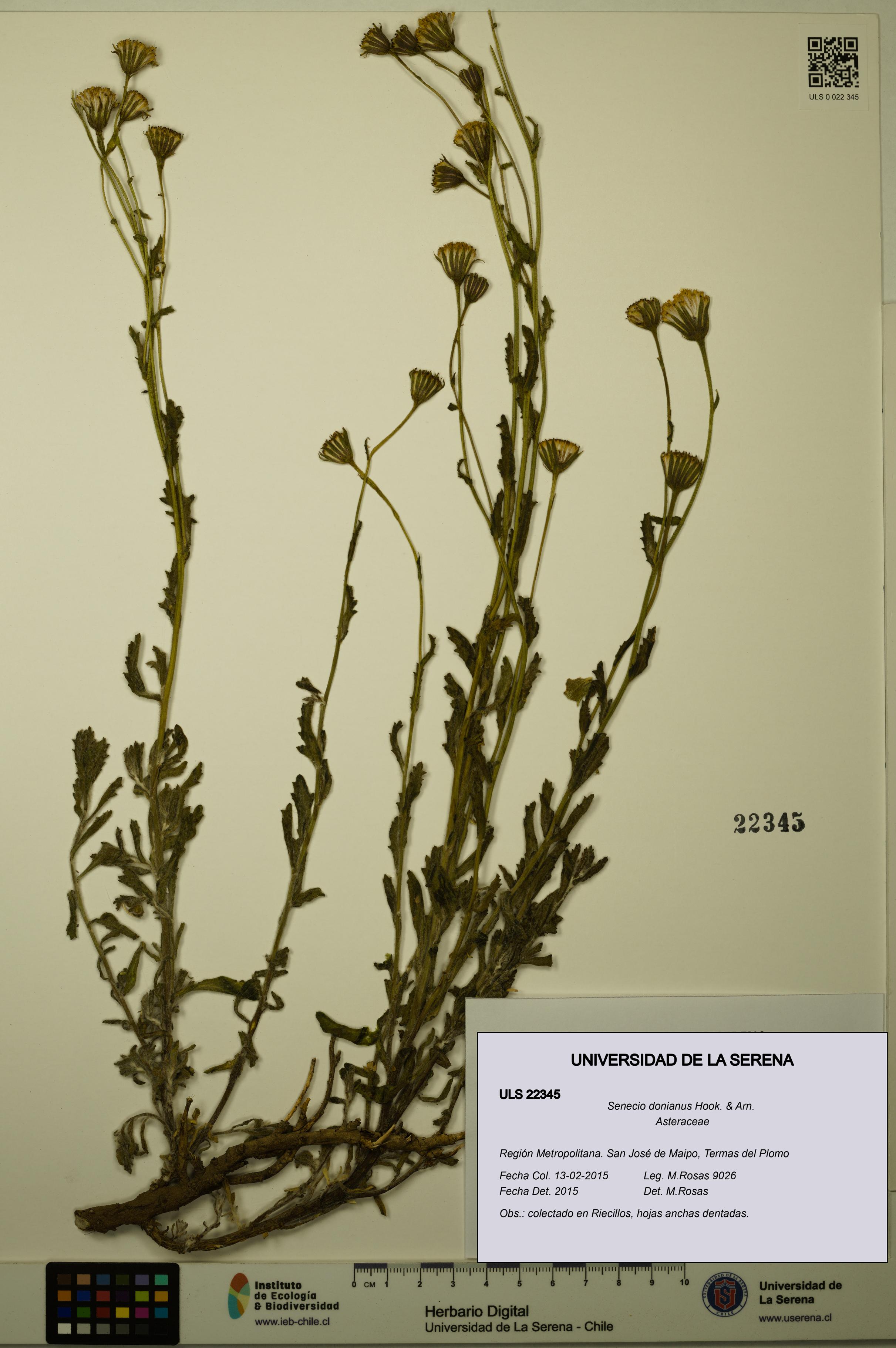 Senecio donianus [Espécimen: ULS:ULS:0022345]