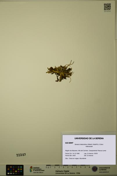 Senecio heterolobus [Espécimen: ULS:ULS:0022347]