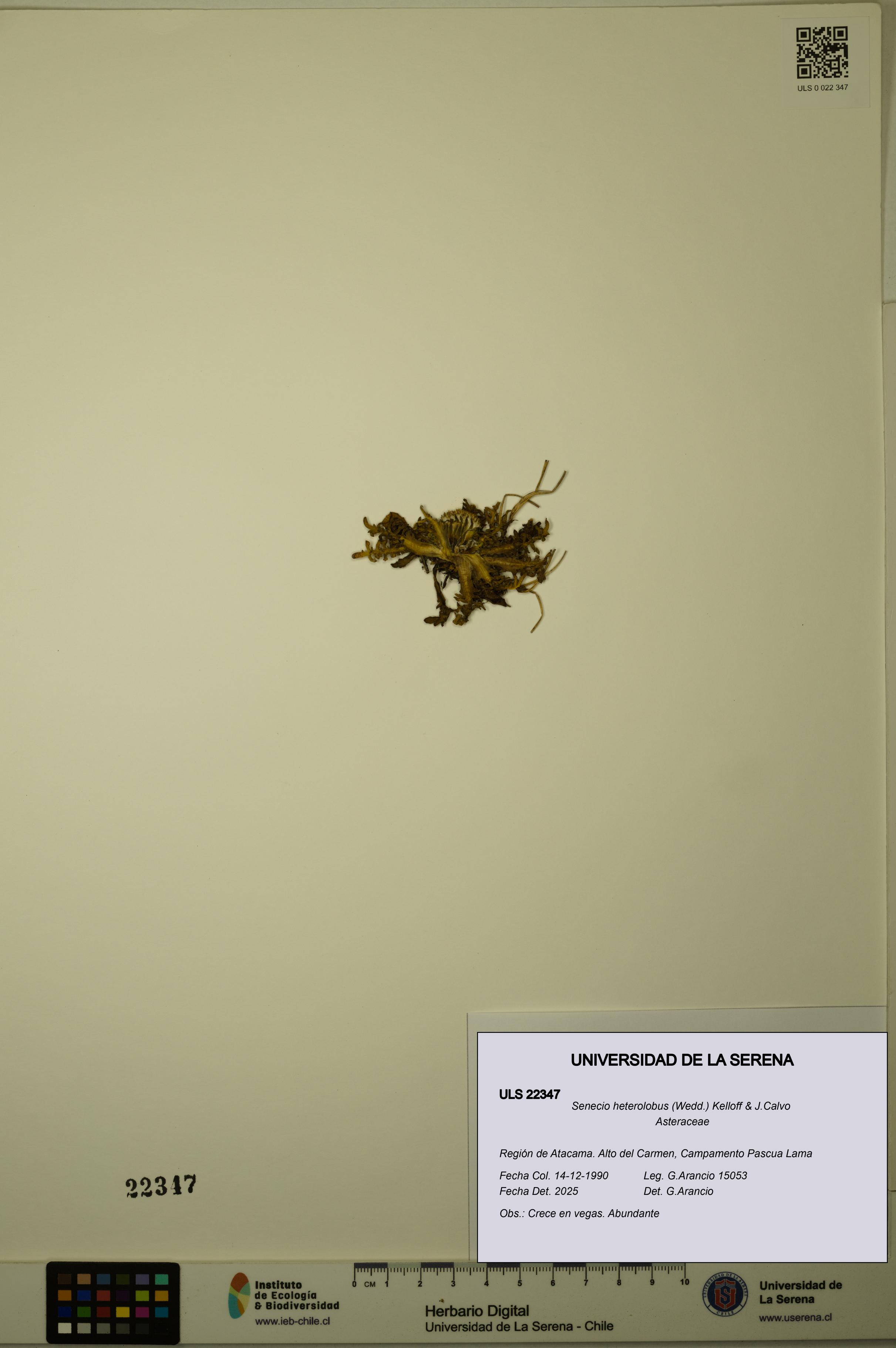 Senecio heterolobus [Espécimen: ULS:ULS:0022347]