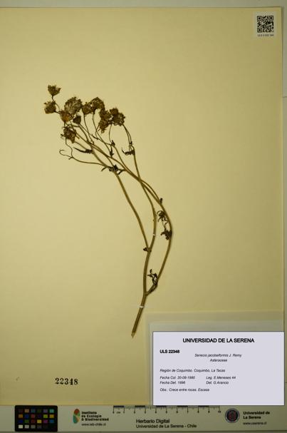 Senecio jacobeiformis [Espécimen: ULS:ULS:0022348]