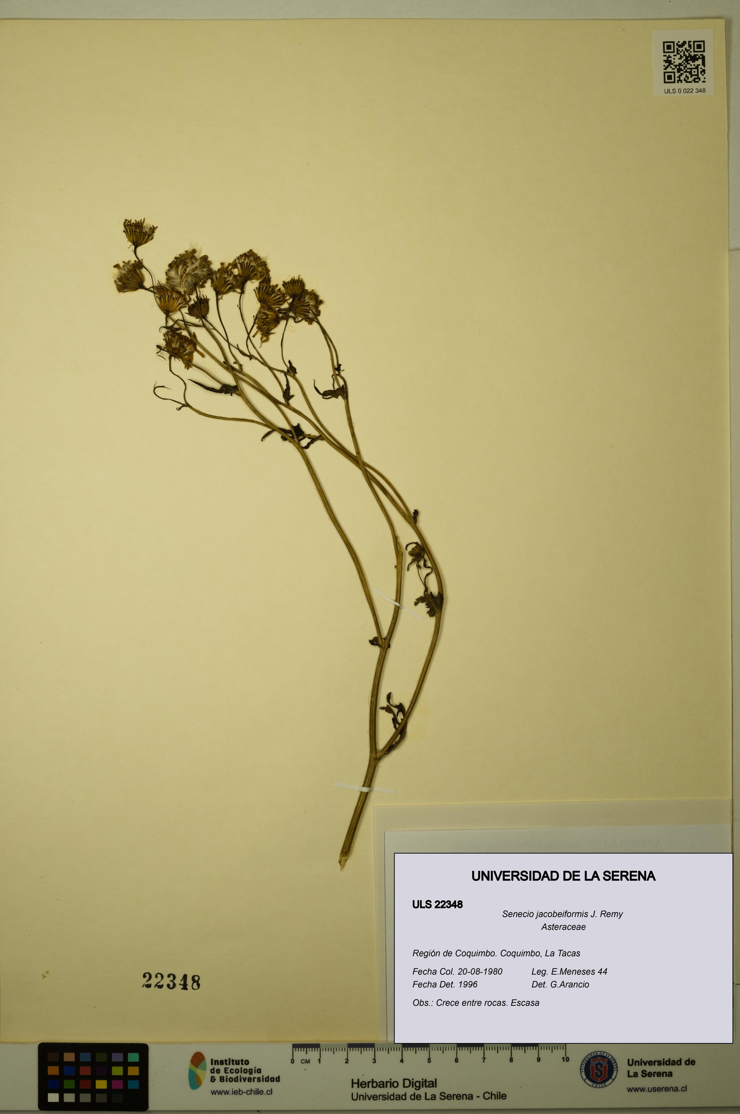 Senecio jacobeiformis [Espécimen: ULS:ULS:0022348]